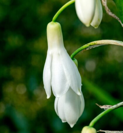 candicans | Galtonia