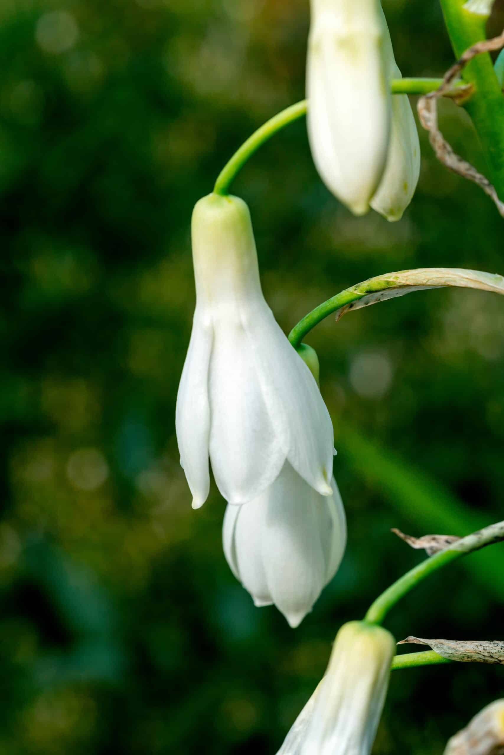 candicans | Galtonia