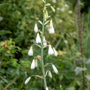candicans | Galtonia