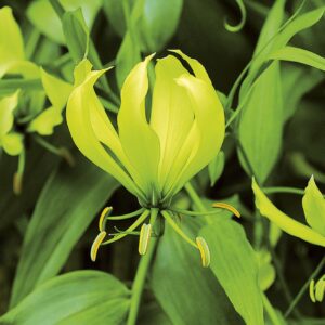 Grenii | Gloriosa