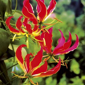Rothschildiana | Gloriosa