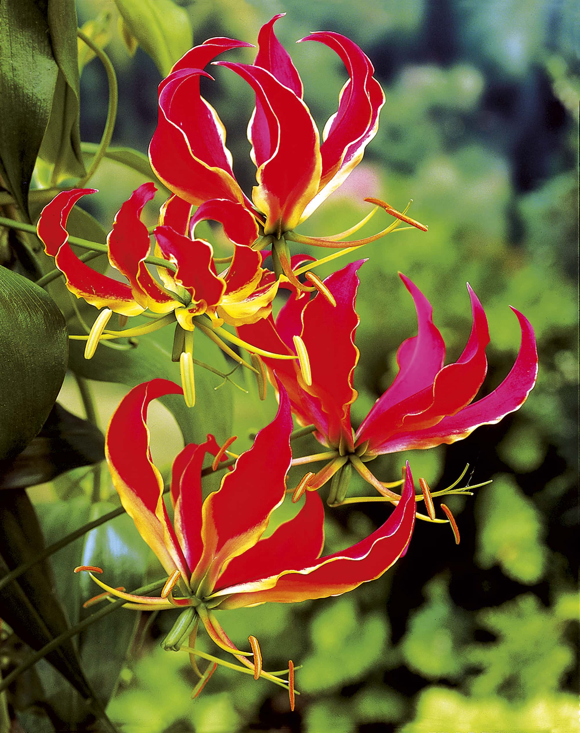 Rothschildiana | Gloriosa