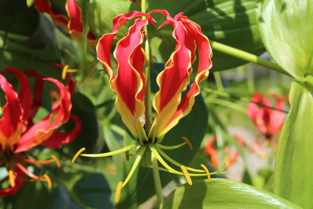 Rothschildiana | Gloriosa