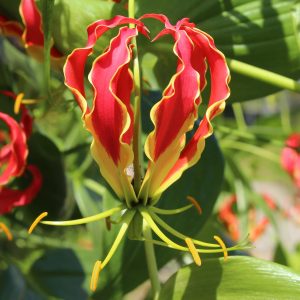 Rothschildiana | Gloriosa
