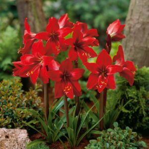 Hippeastrelia | Hesperantha
