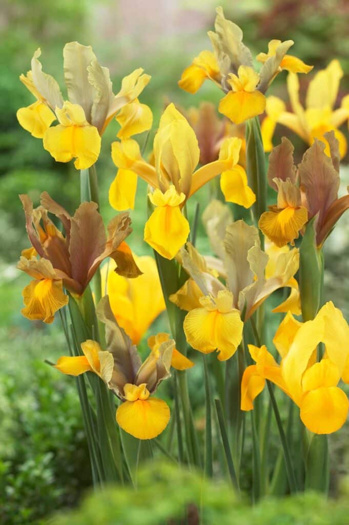 Iris Magohany Mixture | Gloriosa