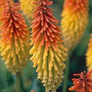 Kniphofia Grandiflora | Gloriosa