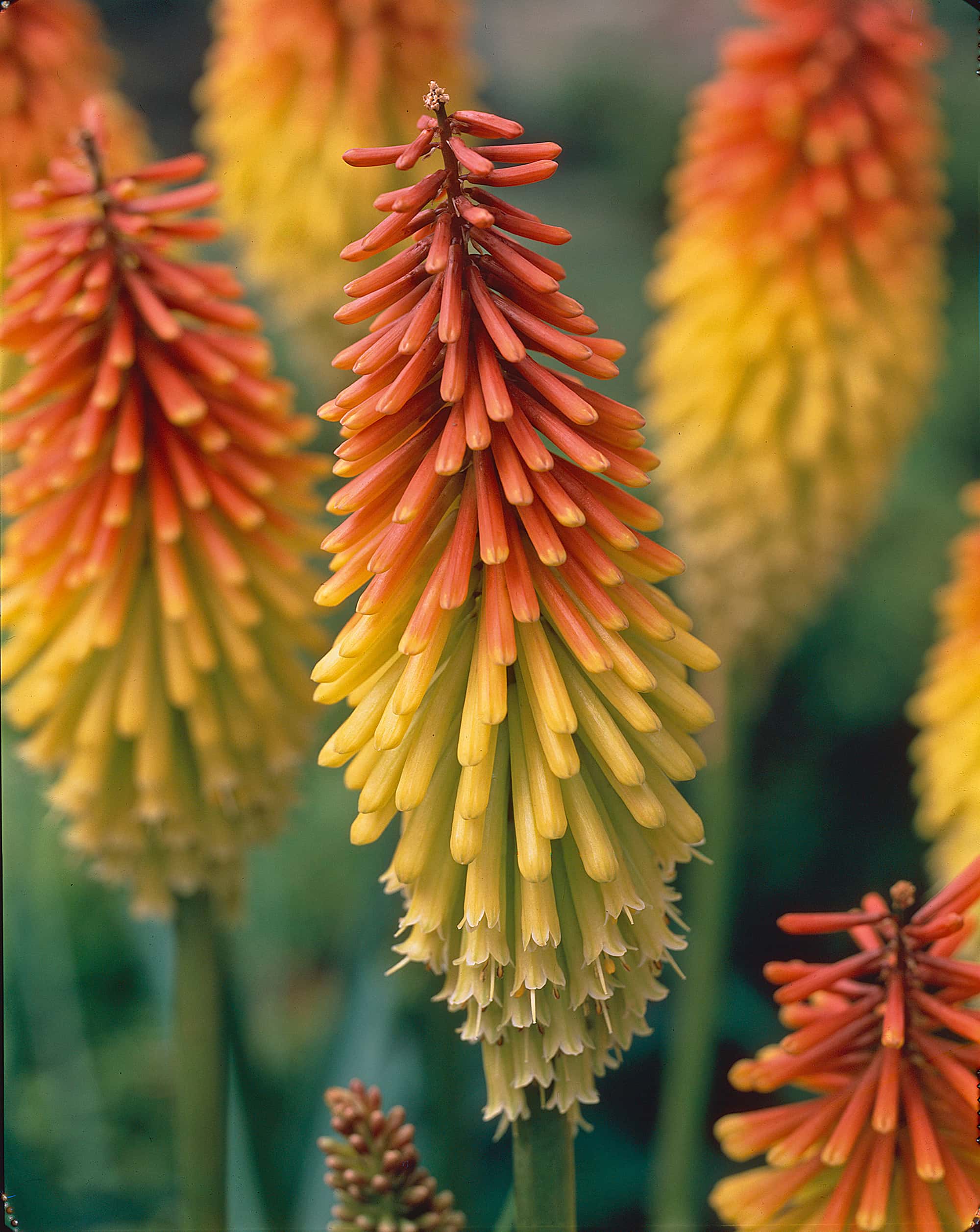 Kniphofia Grandiflora | Gloriosa