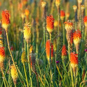 Kniphofia Grandiflora | Gloriosa