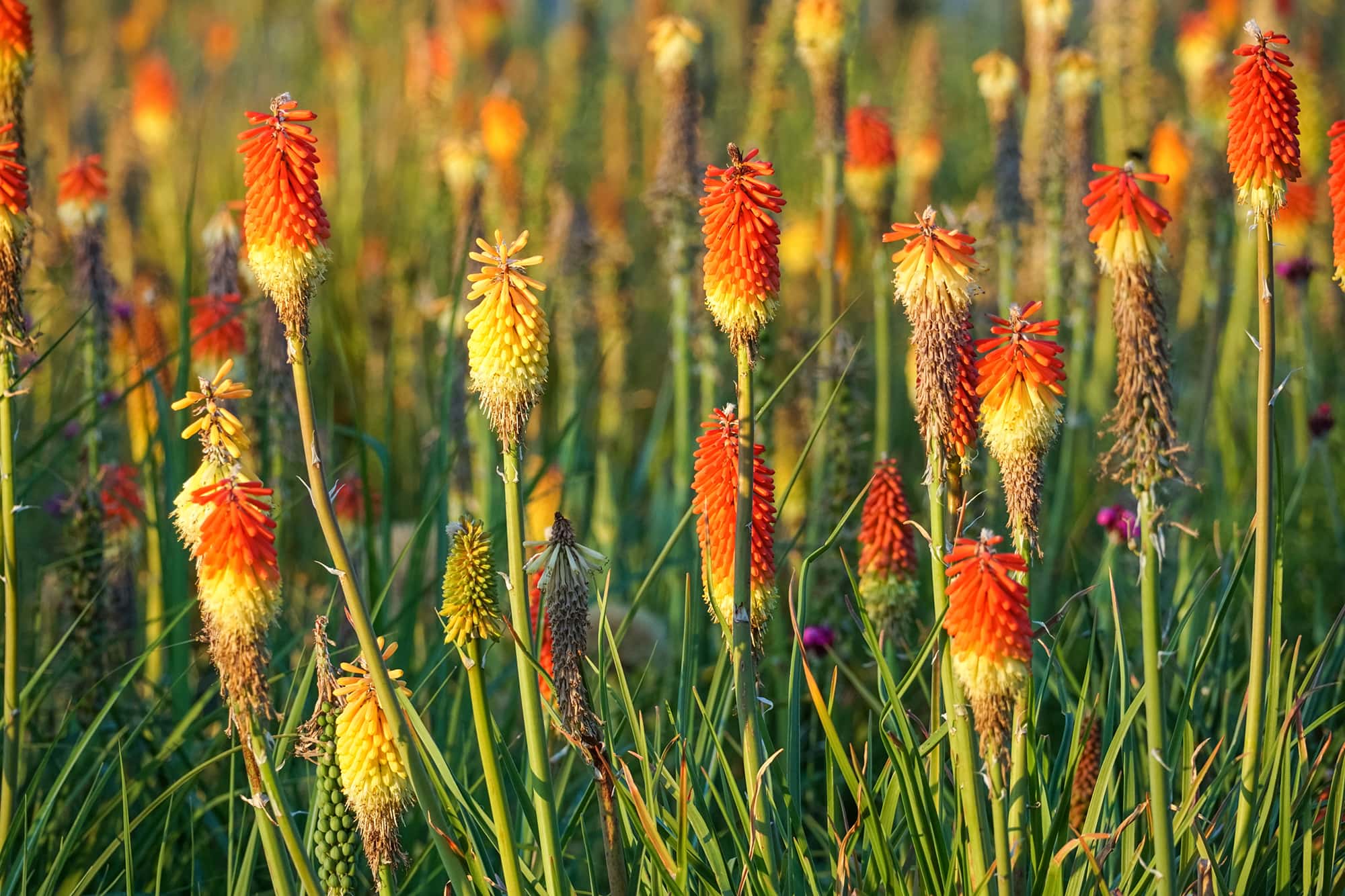 Kniphofia Grandiflora | Gloriosa