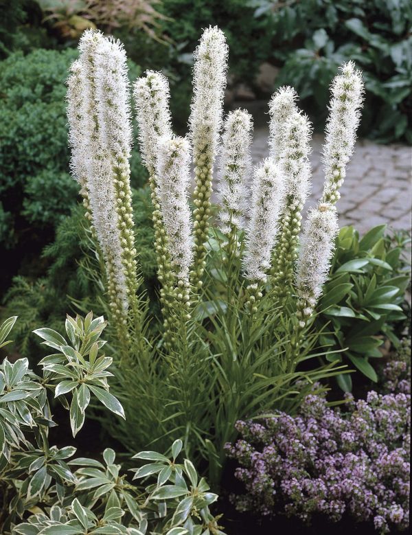 Floristan Alba | Liatris