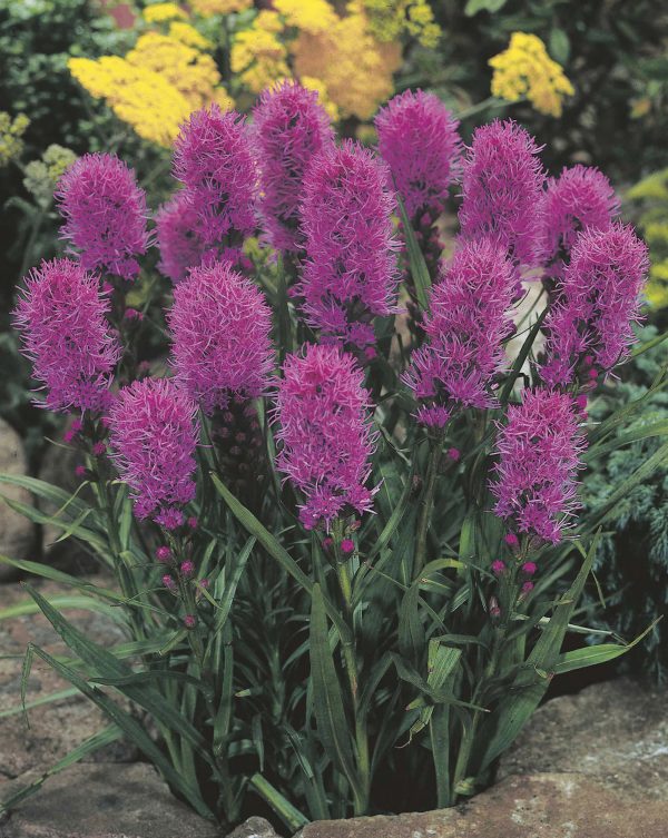 Spicata | Liatris