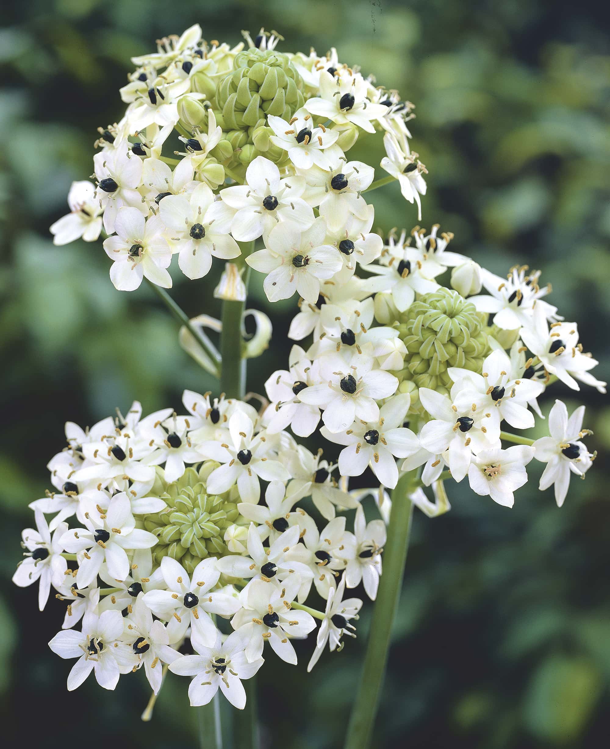 Ornithogalum saundersiae |