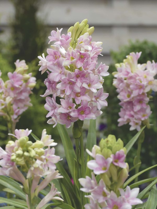 Sensation | Polianthes tuberosa