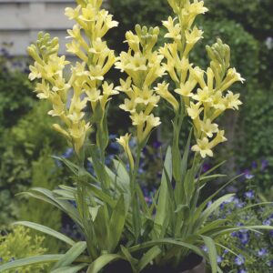 Super Gold | Polianthes tuberosa