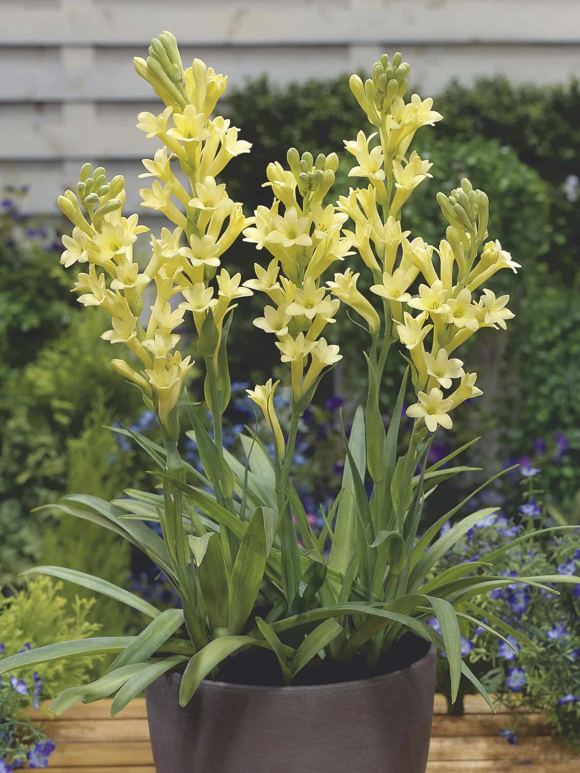 Super Gold | Polianthes tuberosa