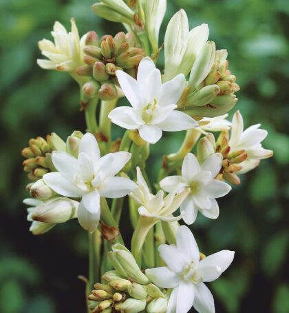 The Pearl | Polianthes tuberosa