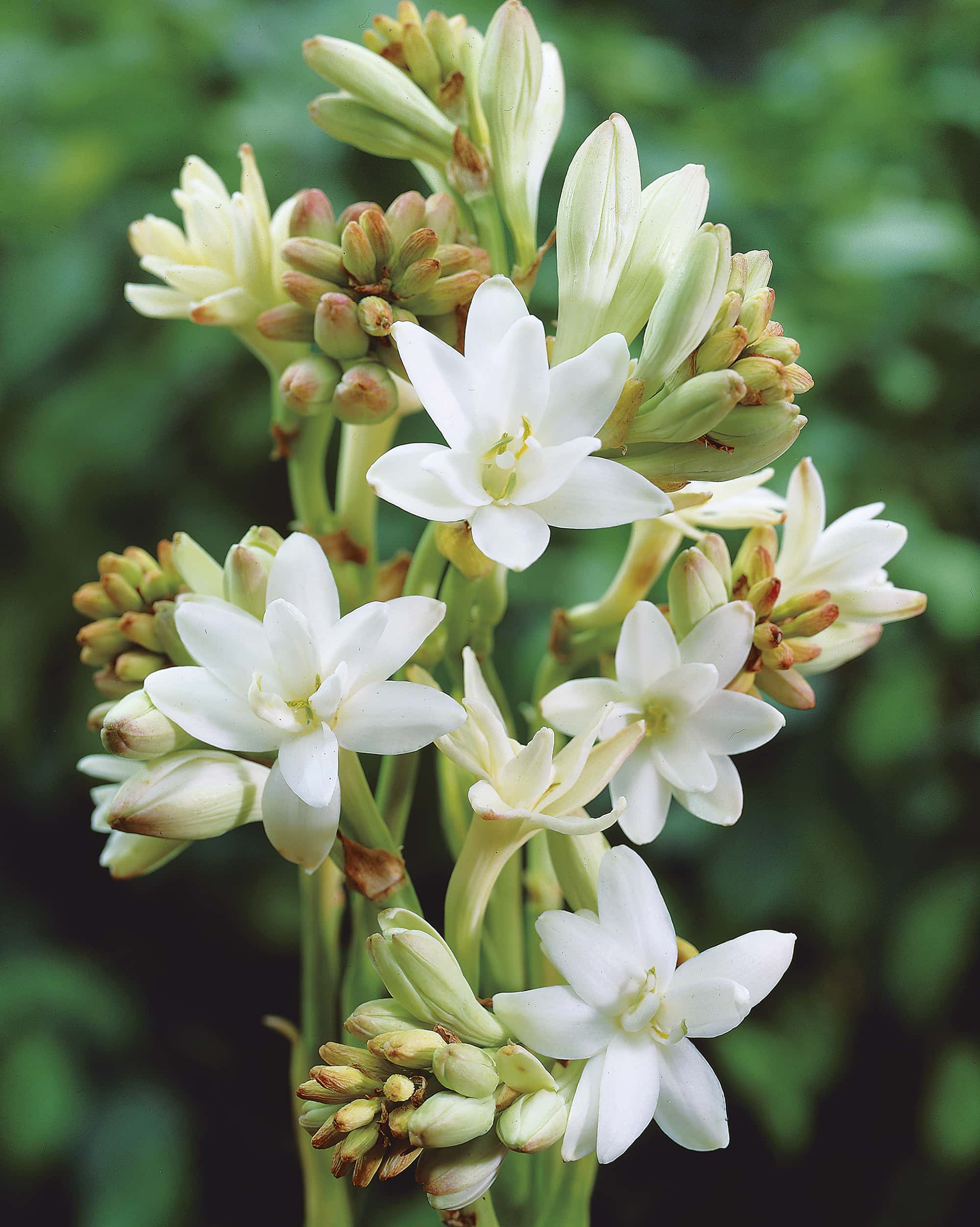 The Pearl | Polianthes tuberosa
