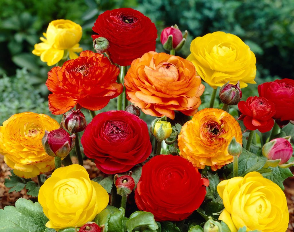 Ranunculus Mixture | Polianthes tuberosa