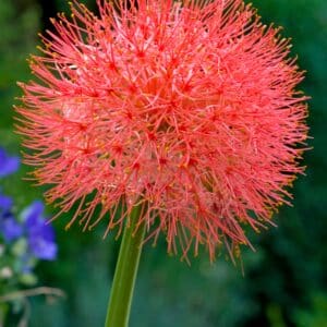 Scadoxus multiflorus | Polianthes tuberosa