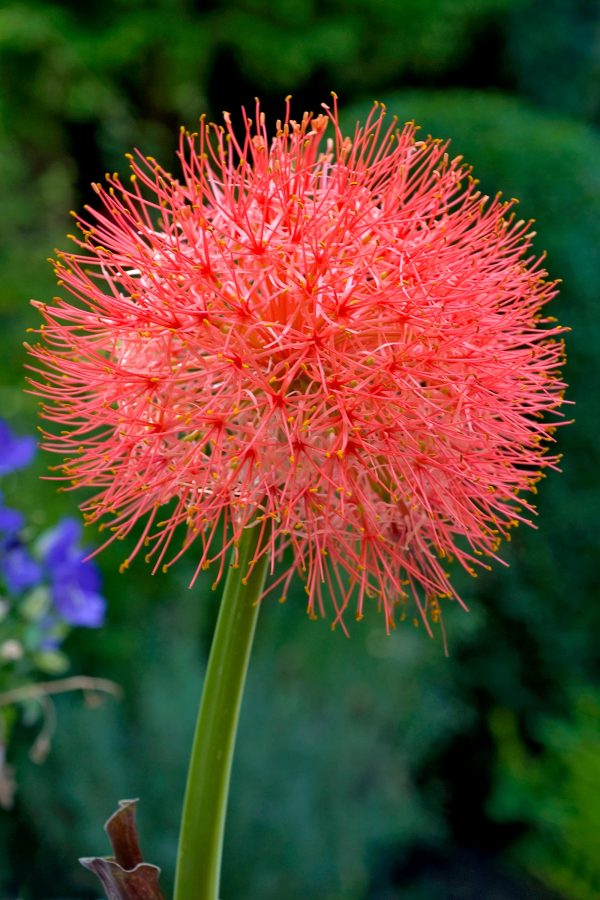 Scadoxus multiflorus | Polianthes tuberosa