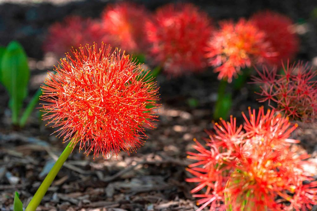 Scadoxus multiflorus | Polianthes tuberosa