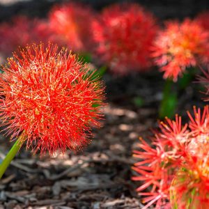 Scadoxus multiflorus | Polianthes tuberosa