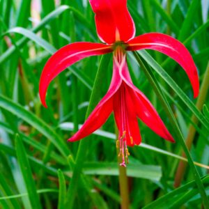 Sprekelia formosissima | Polianthes tuberosa