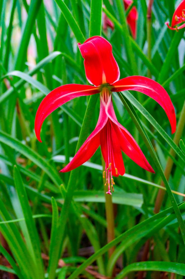 Sprekelia formosissima | Polianthes tuberosa