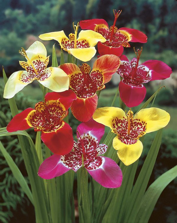 Tigridia pavonia Mixture | 