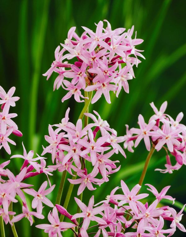 Violacea | Tulbaghia