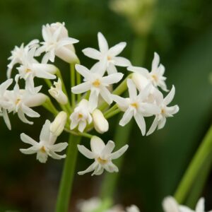 Violacea alba | Tulbaghia