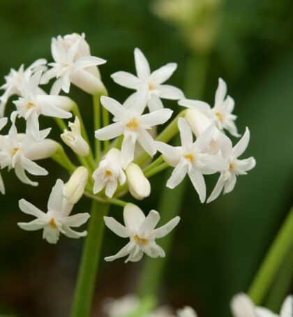 Violacea alba | Tulbaghia