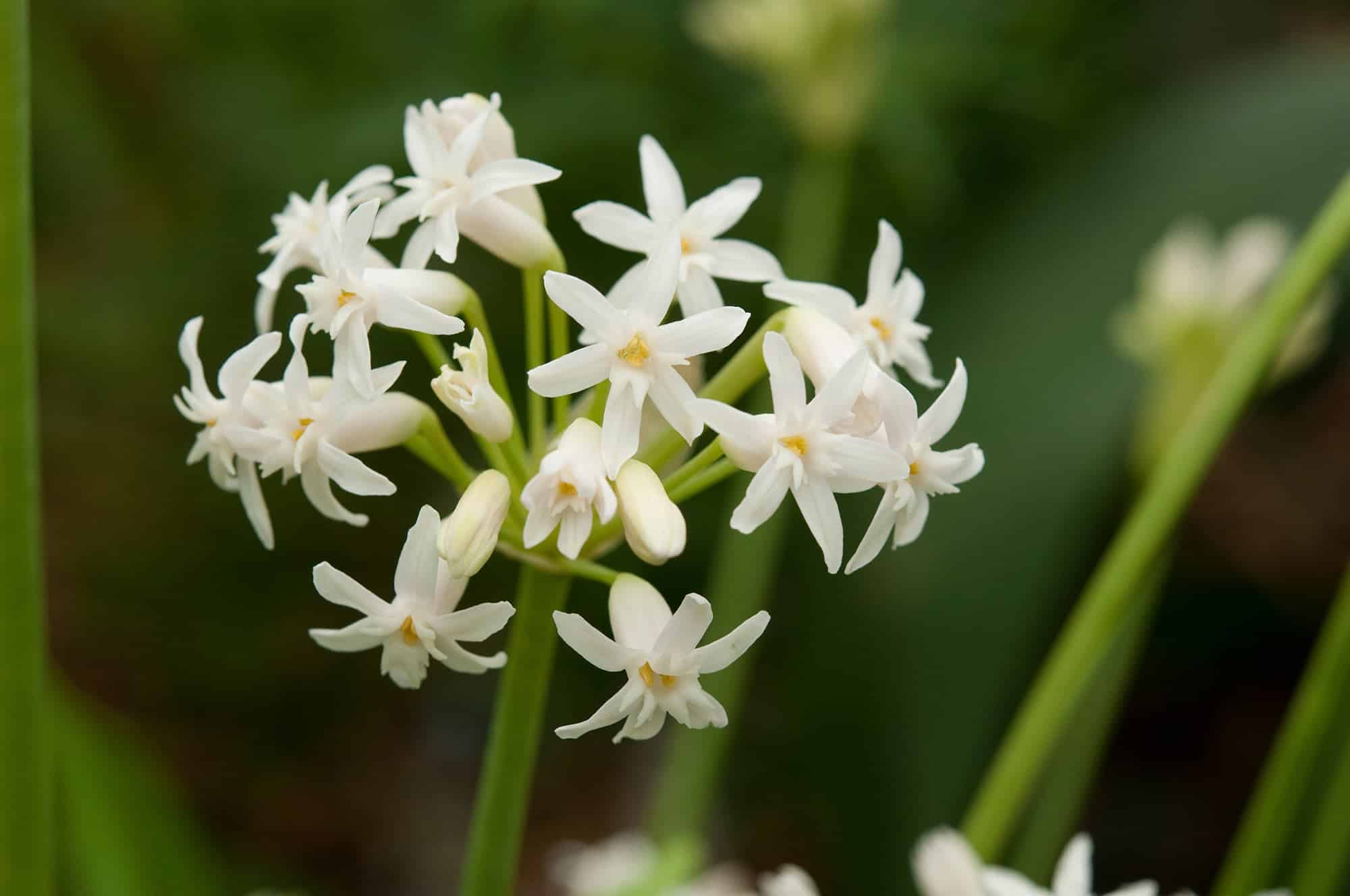 Violacea alba | Tulbaghia