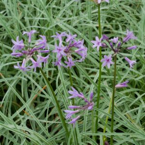 Violacea Silver Lace | Tulbaghia