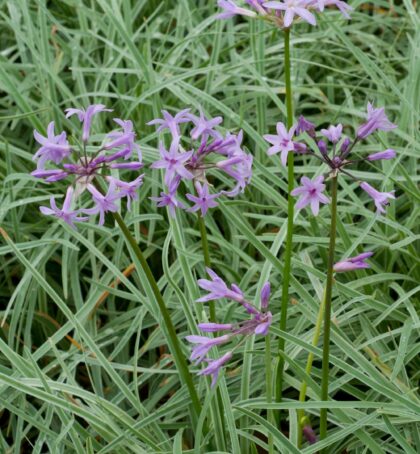 Violacea Silver Lace | Tulbaghia