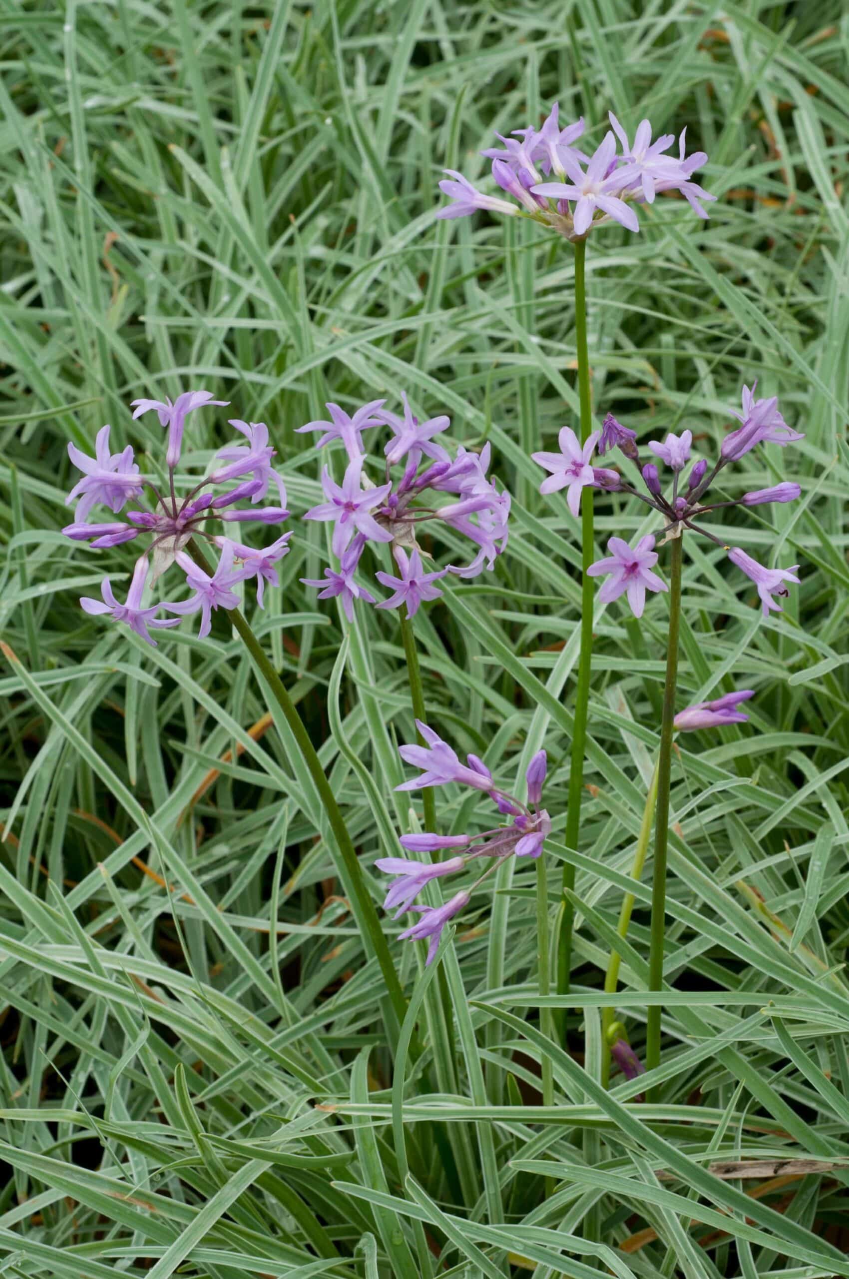 Violacea Silver Lace | Tulbaghia