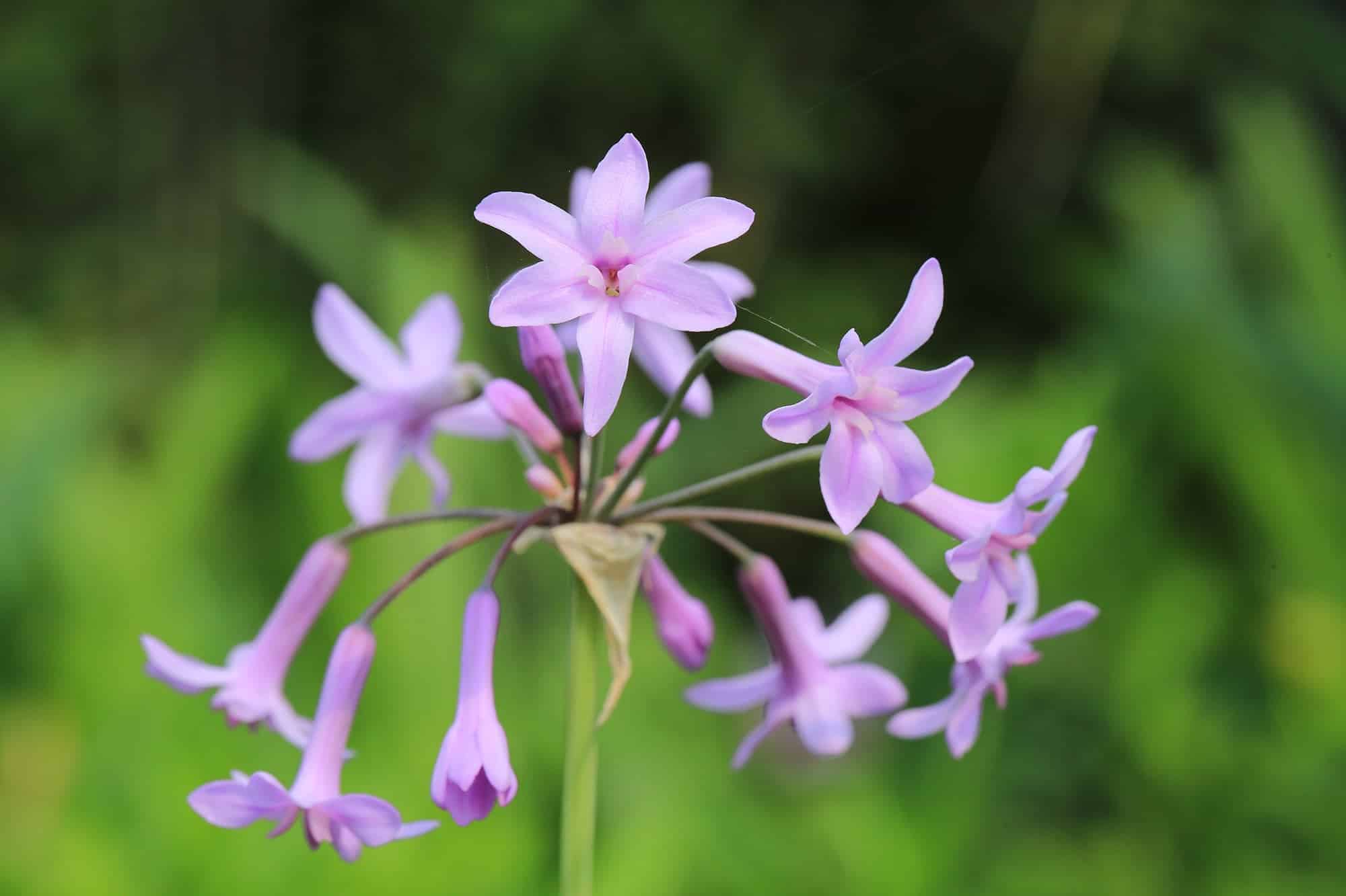 Violacea Silver Lace | Tulbaghia