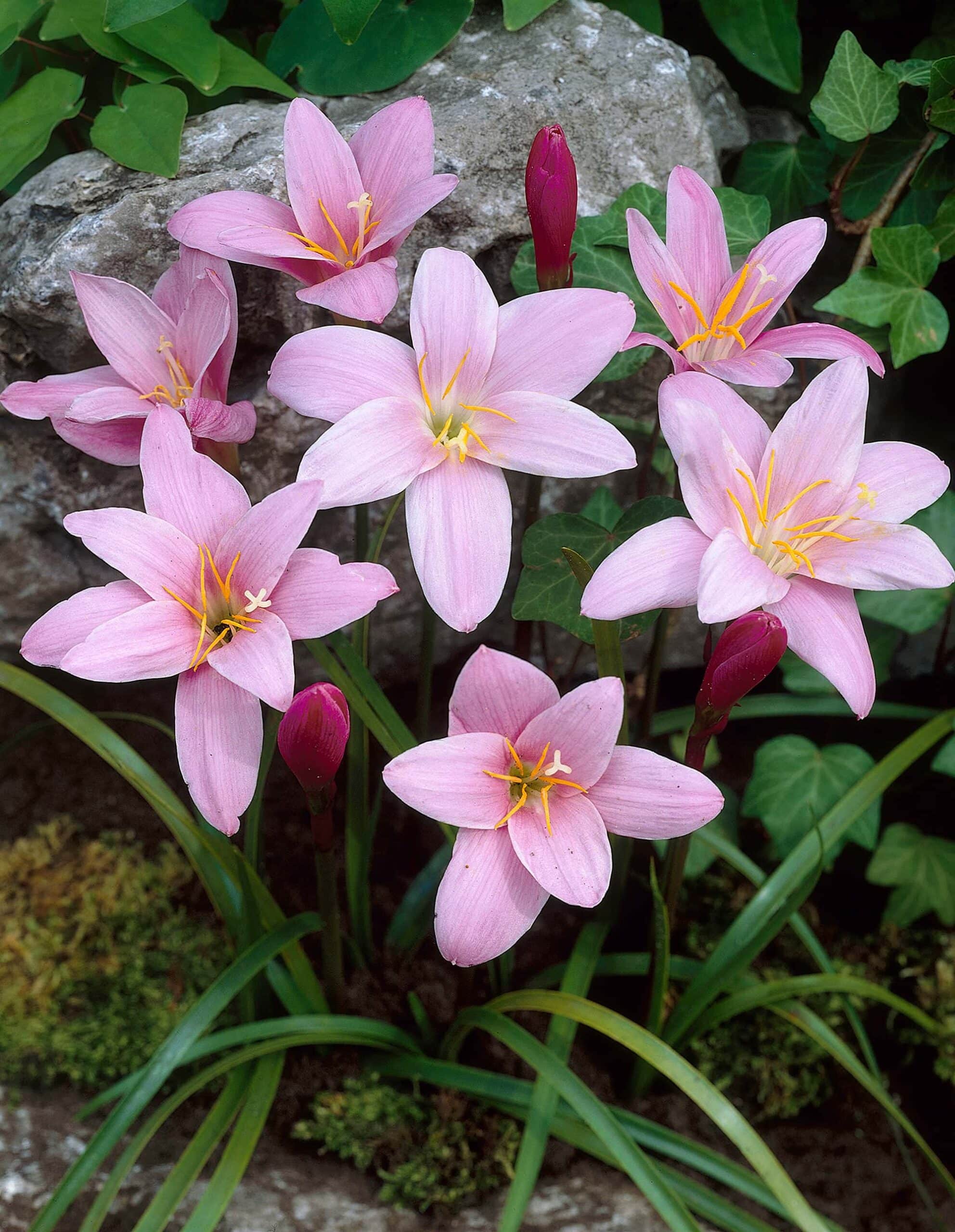 Zephyranthes robusta | Tulbaghia