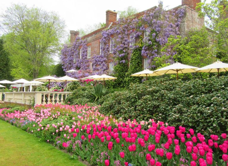 Tulips and wisteria at Pashley Manor Gardens