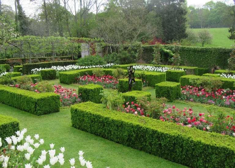 Tulips in bloom at Pashley Manor Gardens