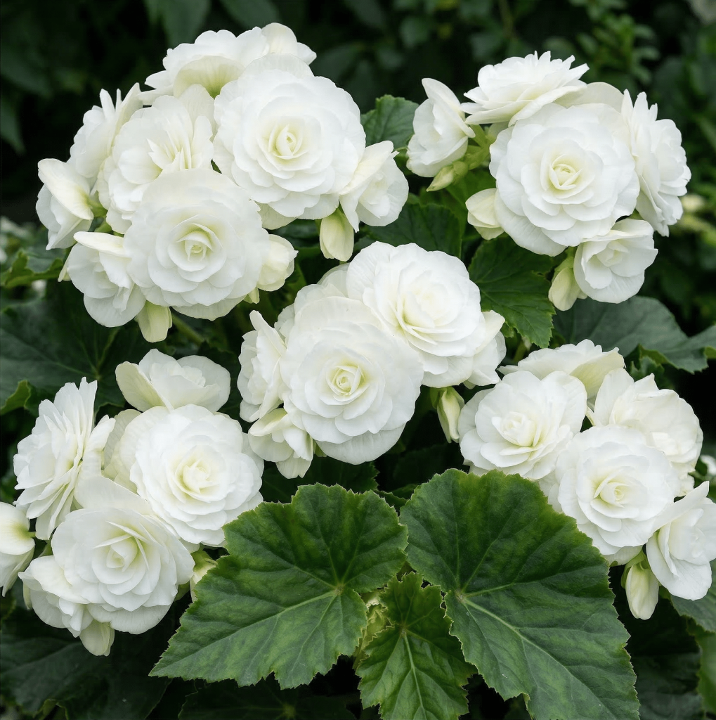 Photograph of a healthy White Double Begonia plant with multiple rose-like white flowers and large green leaves
