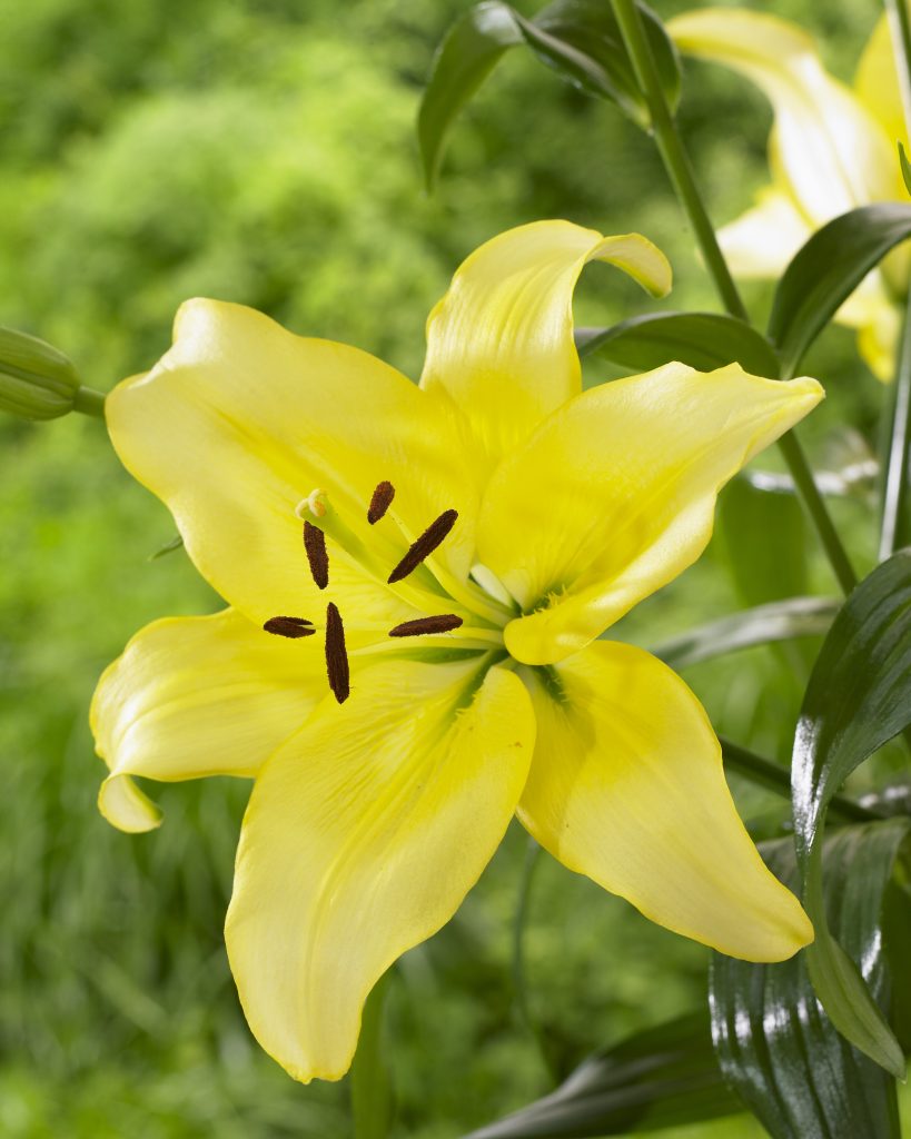 Yellow Power