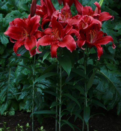 Red Flash