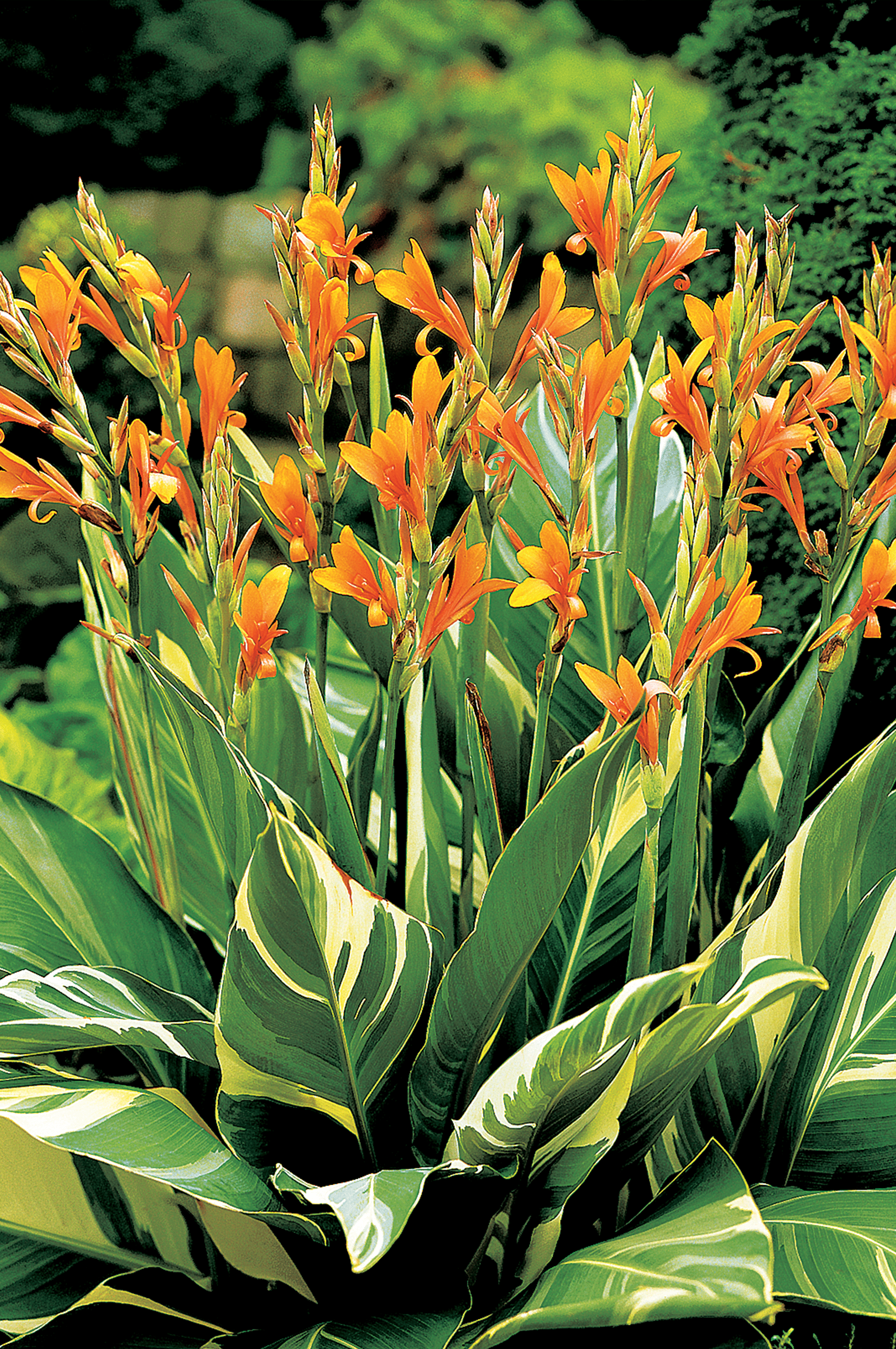 canna flower orange stuttgart