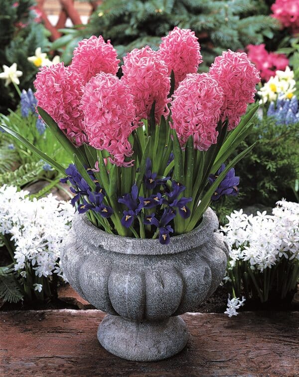 Hyacinth Ann Mary