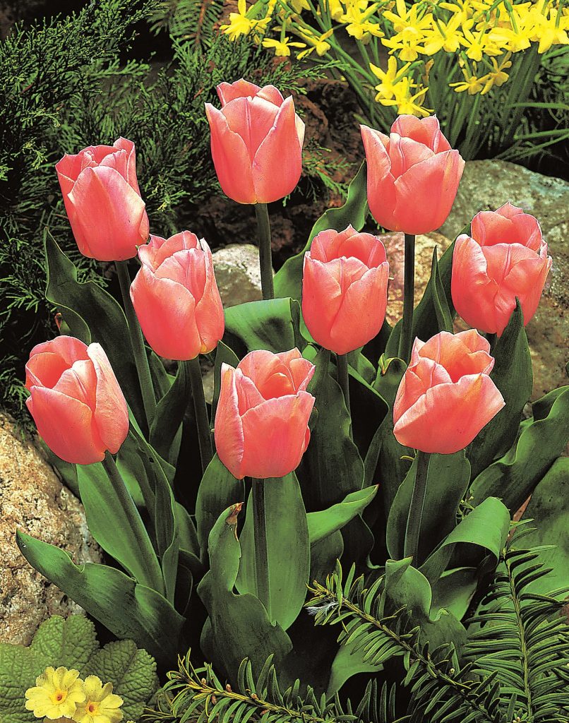 Apricot Beauty
