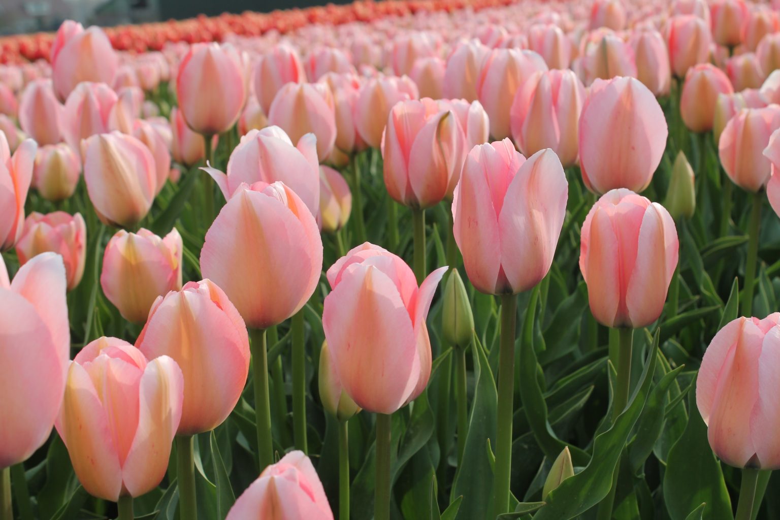 A bed of soft pink Bella Blush tulips in flower
