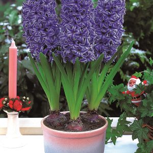 Blue Jacket Garden