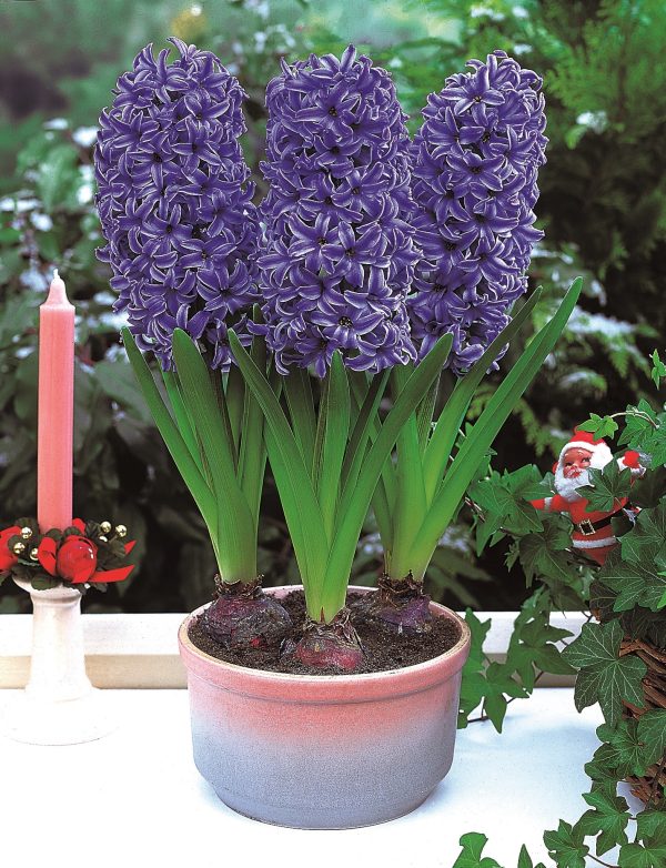 Blue Jacket Garden